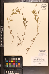 Phyla nodiflora image
