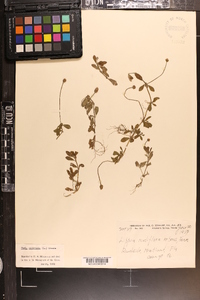 Phyla nodiflora image