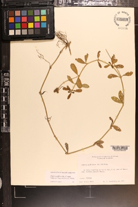 Phyla nodiflora image