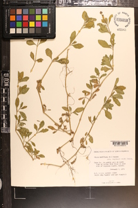 Phyla nodiflora image