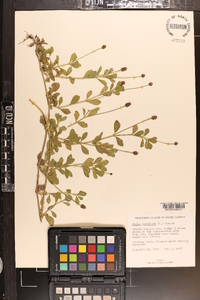 Phyla nodiflora image