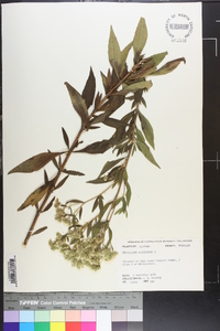 Eupatorium altissimum image