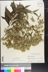 Eupatorium altissimum image