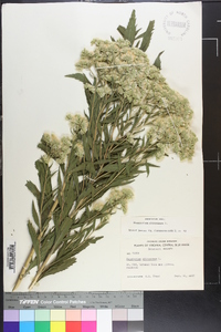 Eupatorium altissimum image