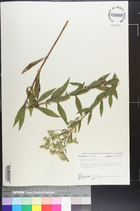 Eupatorium altissimum image