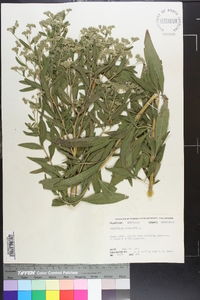 Eupatorium altissimum image