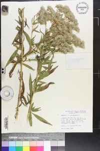 Eupatorium altissimum image