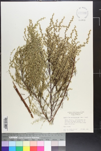 Eupatorium capillifolium image