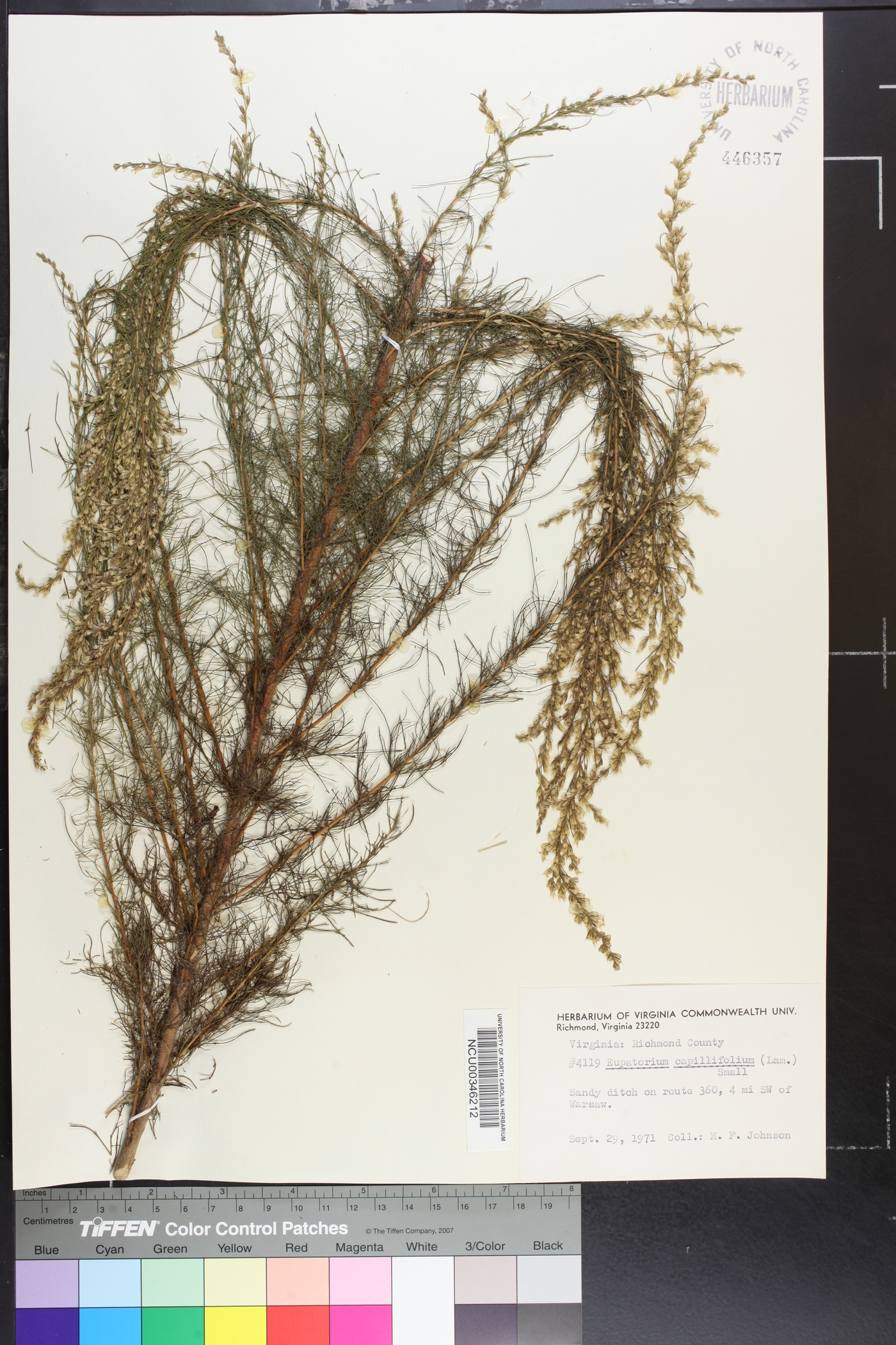 Eupatorium capillifolium image