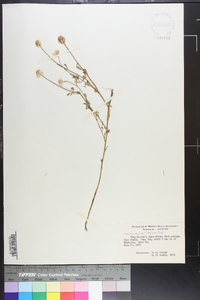 Eupatorium capillifolium image