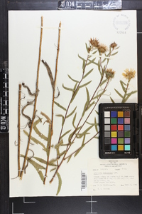 Grindelia lanceolata image