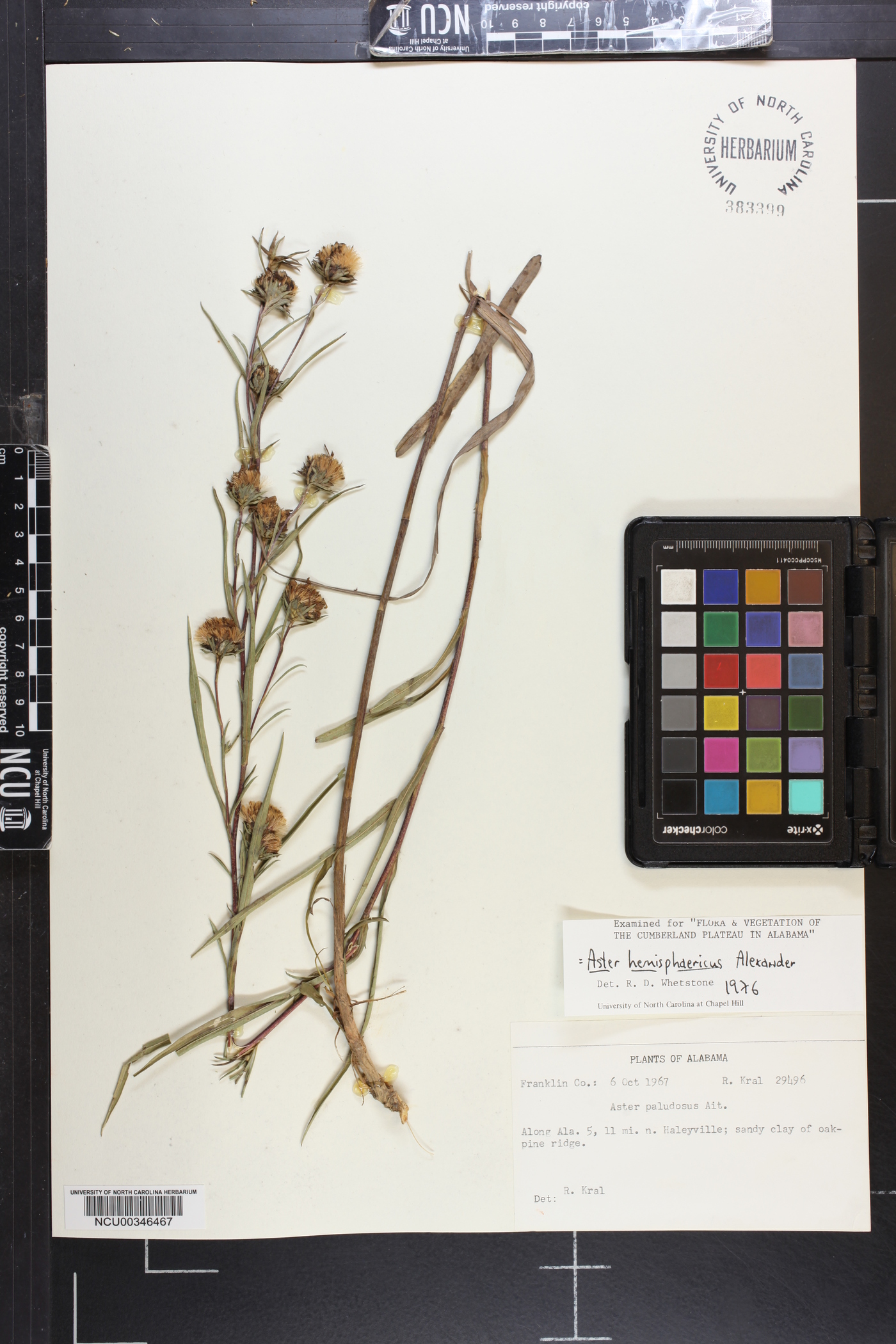Eurybia hemispherica image