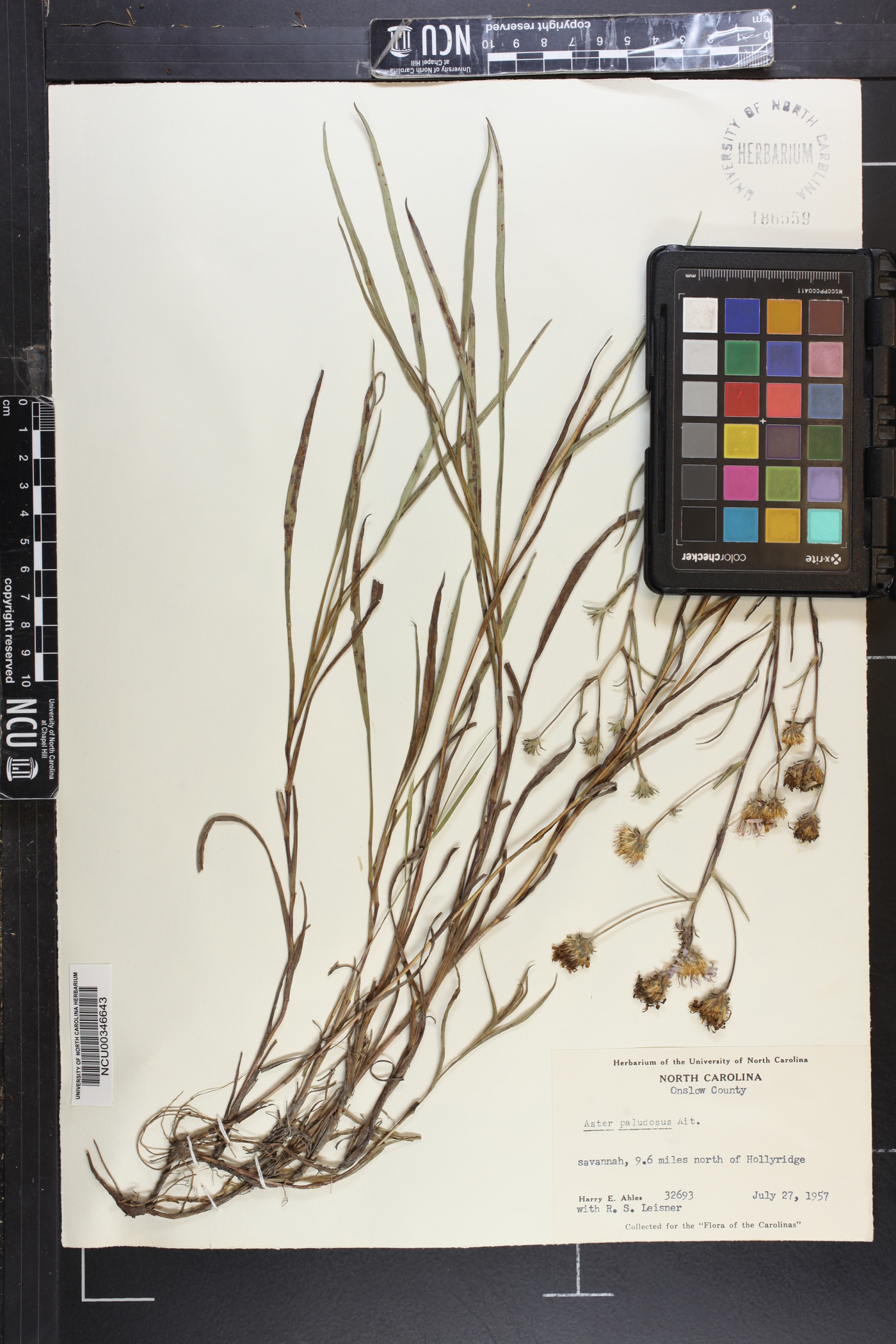 Eurybia paludosa image