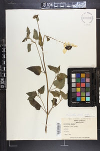 Helianthus debilis image