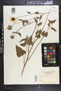 Helianthus debilis image