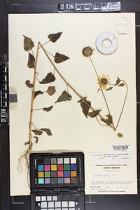 Helianthus debilis image