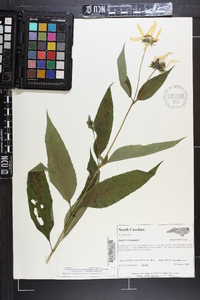 Helianthus decapetalus image