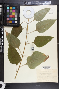 Helianthus decapetalus image