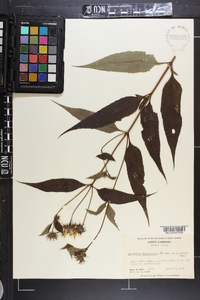 Helianthus decapetalus image