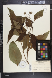 Helianthus decapetalus image