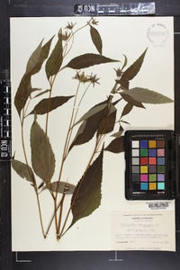 Helianthus decapetalus image