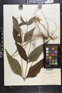 Helianthus decapetalus image