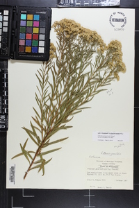 Euthamia graminifolia var. nuttallii image