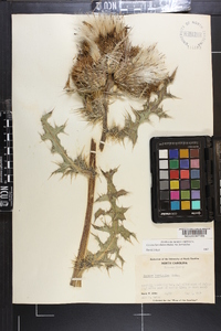 Cirsium horridulum image