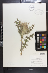 Cirsium horridulum image