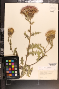 Cirsium pumilum image