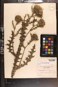 Cirsium pumilum image