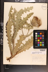 Cirsium pumilum image