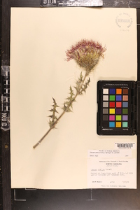 Cirsium pumilum image