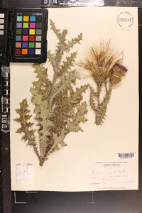 Cirsium pumilum image