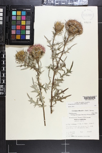 Cirsium discolor image