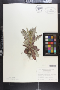 Cirsium horridulum image