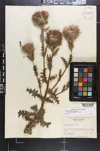 Cirsium horridulum image