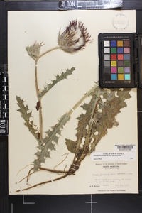 Cirsium horridulum image