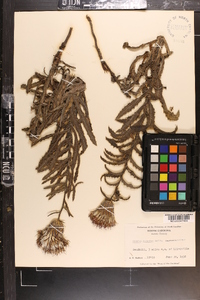 Cirsium repandum image