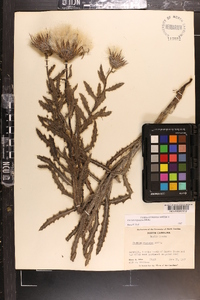 Cirsium repandum image