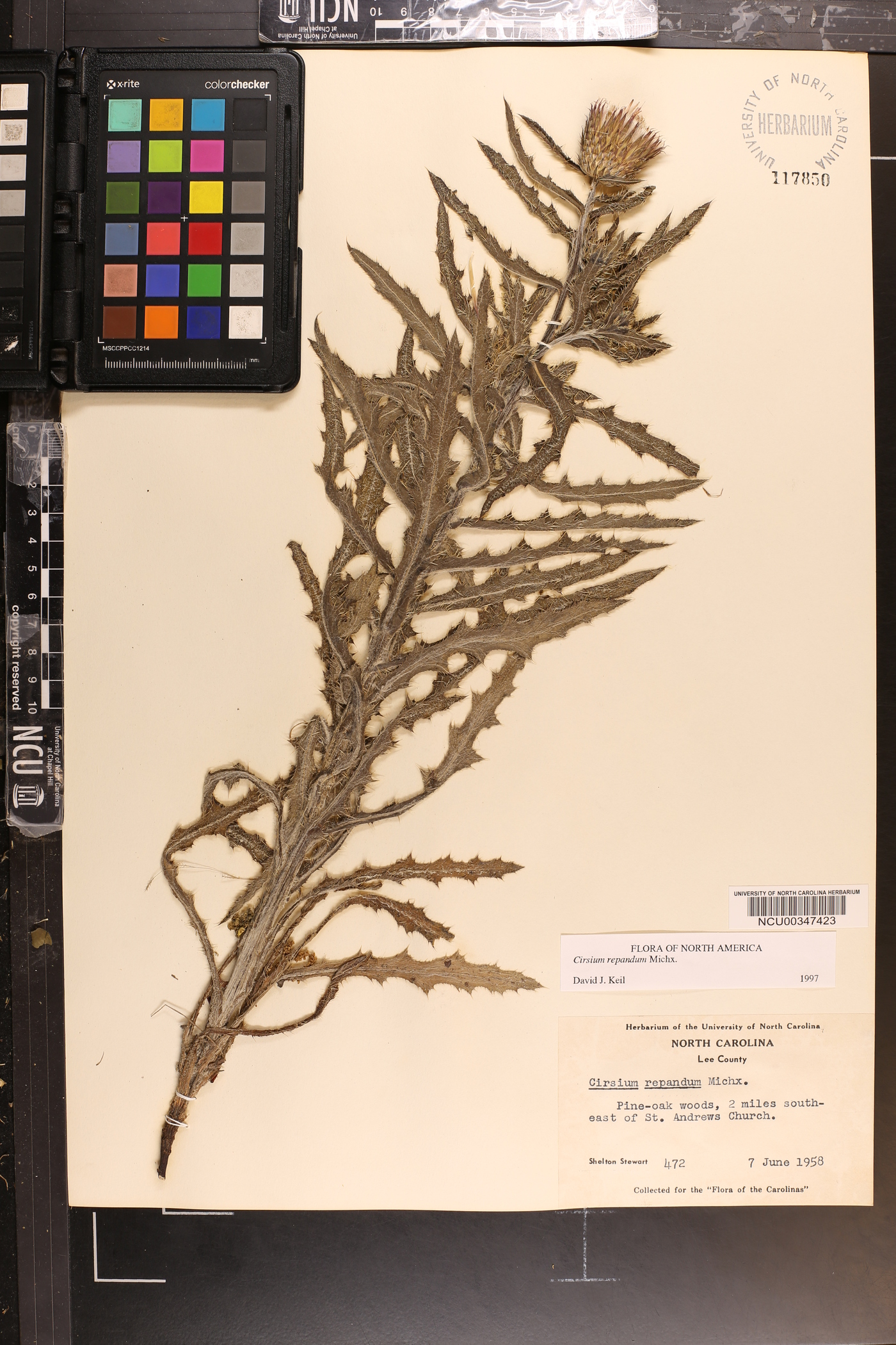 Cirsium repandum image