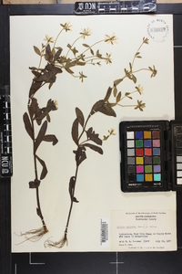 Sabatia calycina image