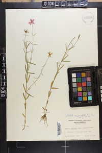 Sabatia campanulata image