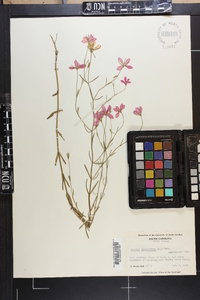 Sabatia campanulata image