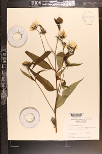 Helianthus giganteus image