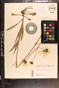 Helianthus heterophyllus image