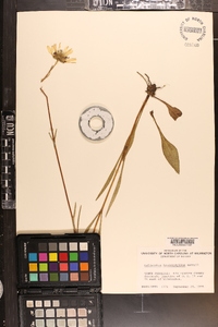 Helianthus heterophyllus image