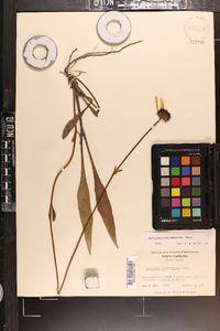 Helianthus heterophyllus image