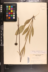 Helianthus heterophyllus image