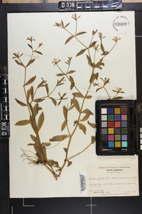 Sabatia calycina image